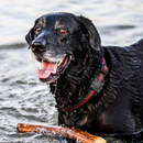 Case Airtag  à Prova D’água | Delta 28