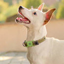 Capa de Silicone para AirTag Pet | Delta 28